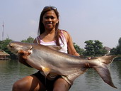 giant mekong catfish
