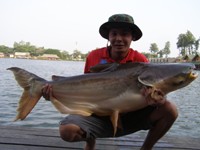 Fishing in Bangkok for Mekong giant catfish