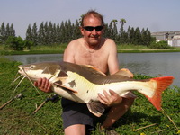 redtail catfish IT Lake Monsters Thailand