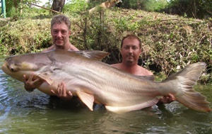 170lb Mekong giant catfish