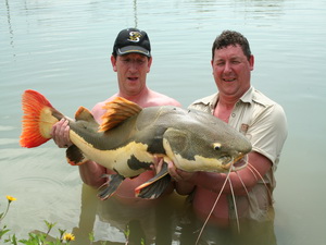 Redtail catfish fishing in Thailand