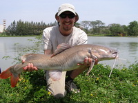 Asian Redtail Catfish IT Lake Monsters Thailand