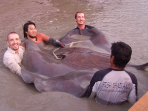 550lb freshwater stingray caught with Fish Thailand
