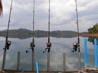 Fishing in Thailand 's Khao Laem Dam for Indian Carp\Rohu and Black carp\Black shark fish