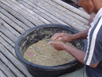 Mixing groundbait 'ram' for carp fishing in Thailand