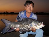 siamese giant carp thailand