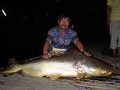 mekong giant catfish thailand