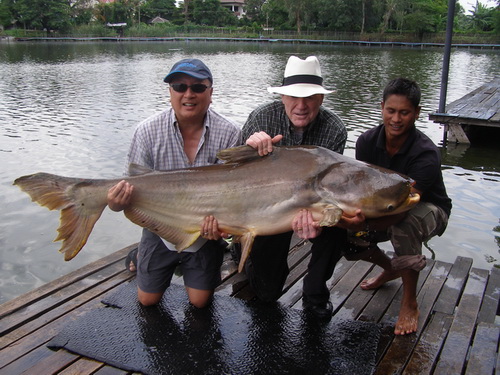 Monster Mekong catfish fishing in Bangkok