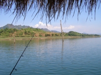 Indian carp fishing in thailand at khao laem dam