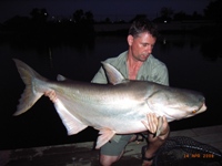 66lb mekong giant catfish from shadow lake in bangkok
