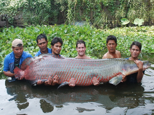 World's biggest arapaima caught from Bungsamran lake in Bangkok - Thailand