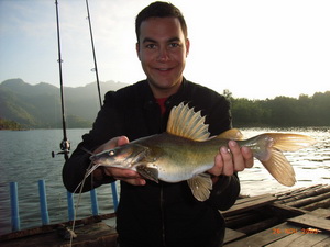 yellow catfish from Khao Laem Dam