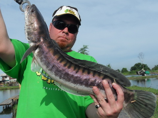 Lure fishing in Thailand for snakehead
