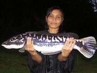 Poy - 5Kg (11lb) Giant Snakehead caught fishing khao laem dam