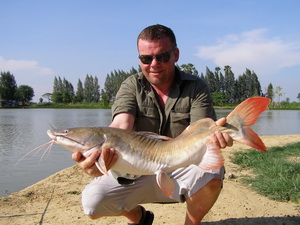 Asian redtail catfish native to Thailand