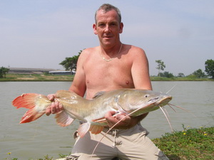 Asian Redtail Catfish IT Lake Monsters