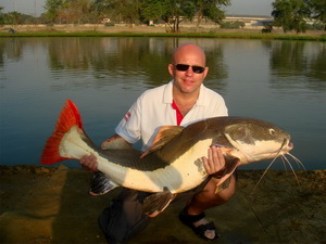 redtail catfish from IT Lake Monsters Thailand