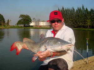 Asian Redtail Catfish native to Thailand
