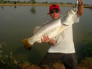 Barramundi fishing in Thailand at Boon Mar Ponds