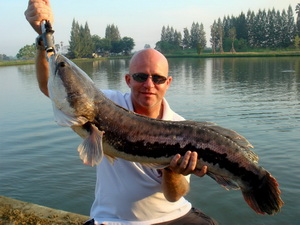 Giant Snakehead fish native to Thailand - great fishing