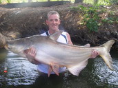 giant Mekong catfish