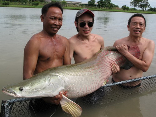 Arapaima fishing in Thailand at IT Lake Monsters
