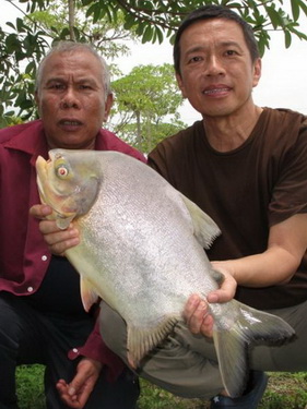 pacu fishing thailand