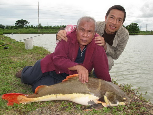 Redtail catfish thailand