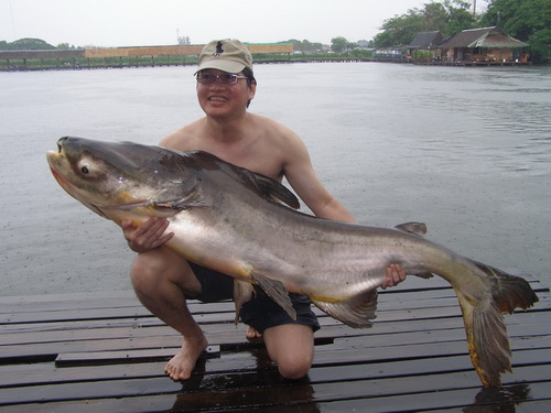 Monster Catfish of Bungsamran Lake
