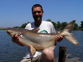 giant Mekong catfish