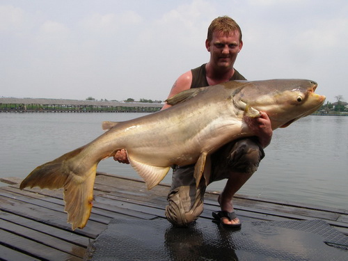 Huge Mekong catfish caught by Trevor Howard fishing in Thailand