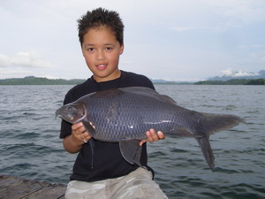 black carp fishing thailand