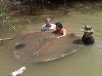 Extreme Fishing with Robson Green freshwater stingray fishing thailand