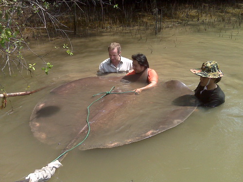 Extreme Fishing with Robson Green freshwater stingray fishing guided by Fish Thailand 