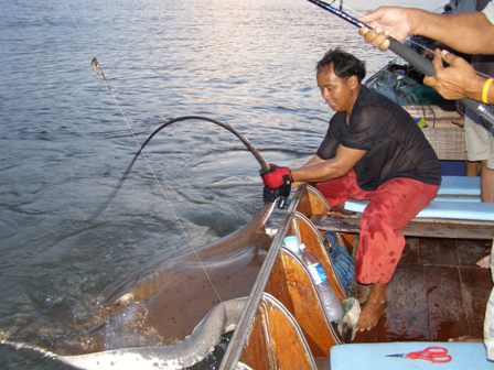 Landing a freshwater stingray with Fish Thailand