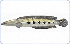 Grey Eeltail Catfish