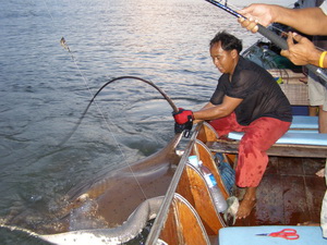 Thailand fishing for freshwater stingray at the Bang Pakong River