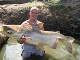 Giant Mekong Catfish
