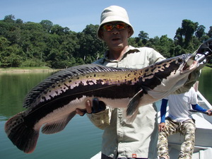 Snakehead Fishing in Malaysia